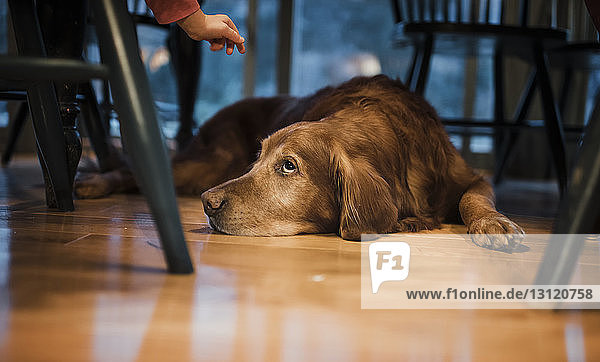 Nahaufnahme eines Hundes  der zu Hause auf einem Hartholzboden liegt