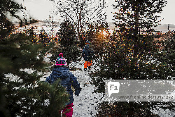 Rückansicht von Geschwistern  die bei Sonnenuntergang auf einem schneebedeckten Feld im Wald gegen den Himmel laufen