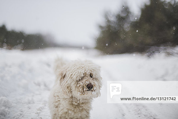 Weißhaariger Hund steht bei Schneefall auf schneebedecktem Feld