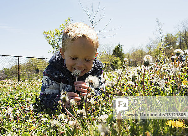 Glücklicher Junge hält Löwenzahnblume  die am sonnigen Tag auf dem Feld gegen den Himmel wächst