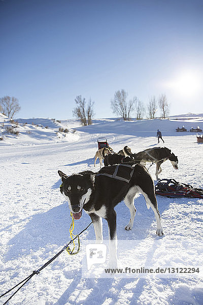 Schlittenhunde entspannen sich auf verschneitem Feld vor klarem Himmel