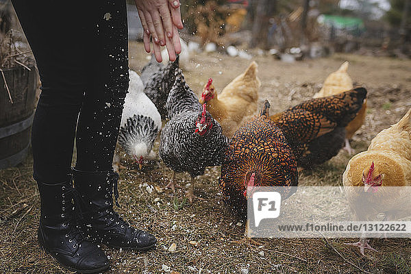 Niedriger Teil eines Mädchens steht bei den Hühnern auf dem Feld im Bauernhof