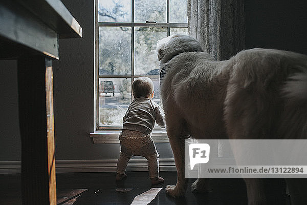 Rückansicht eines kleinen Mädchens und der Großen Pyrenäen  die durch ein Fenster schauen  während sie zu Hause stehen