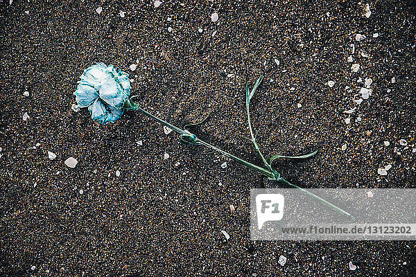 Draufsicht auf die blaue Rose  die auf Sand gefallen ist