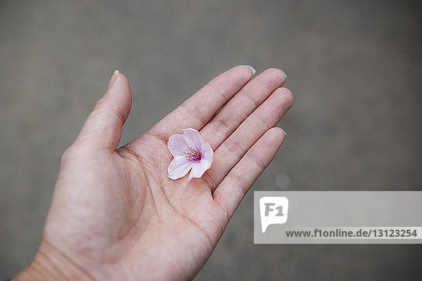 Gestutzte Hand hält rosa Kirschblütenblume im Freien