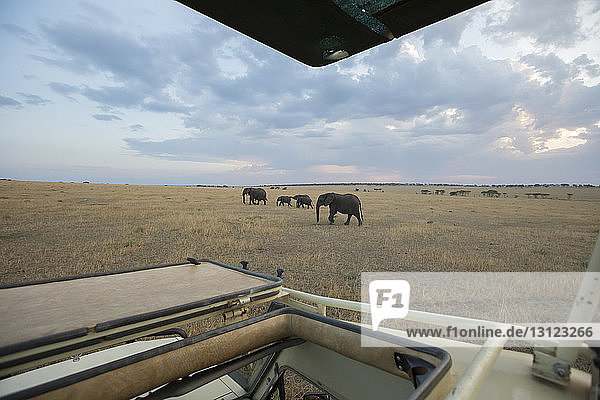 Elefanten laufen auf dem Feld im Serengeti-Nationalpark gegen den Himmel