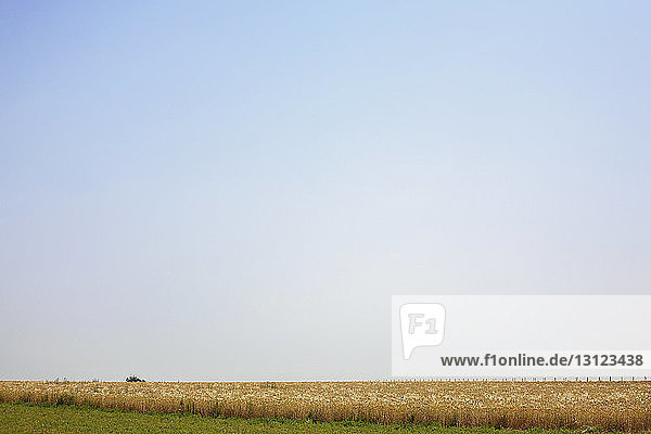 Beschaulicher Blick auf landwirtschaftliches Feld bei klarem Himmel