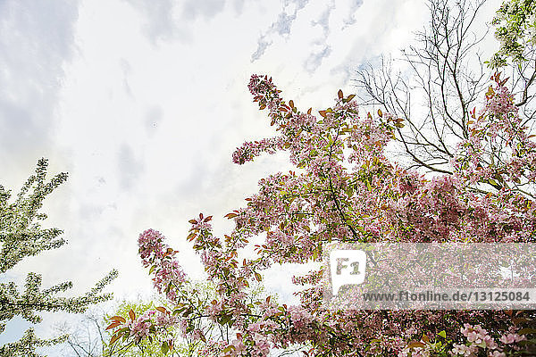 Low angle view of flowering branches against cloudy sky