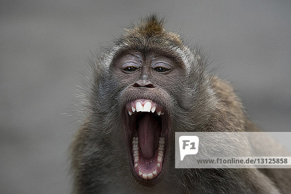 Nahaufnahme eines im Freien sitzenden Affen mit offenem Mund