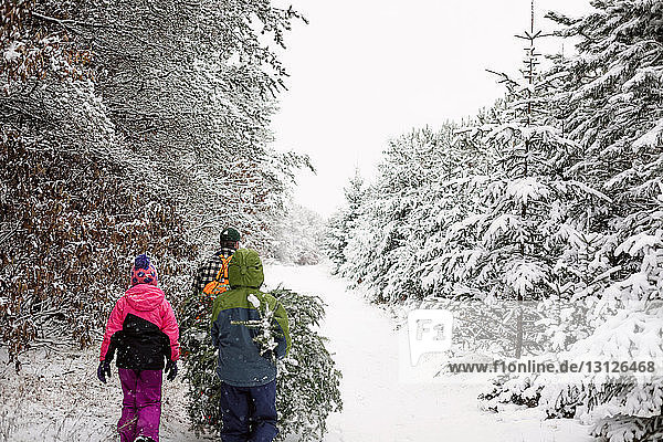 Rear view of family carrying pine tree while walking on snow covered field