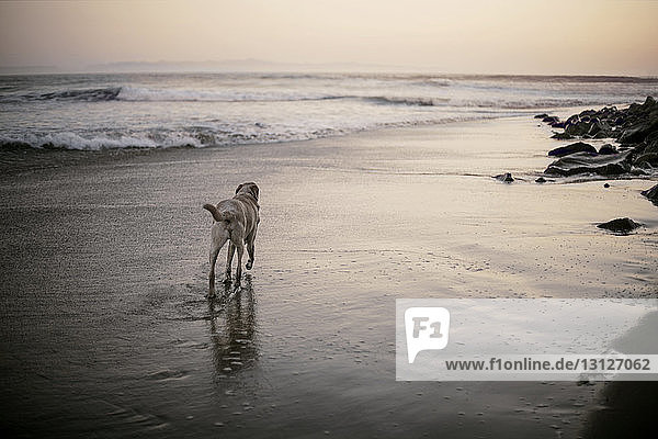 Hund geht bei Sonnenuntergang am Strand am Meeresufer spazieren