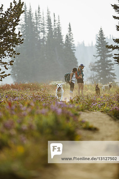 Seitenansicht von Freunden mit Hunden  die auf einem Feld im Wald stehen