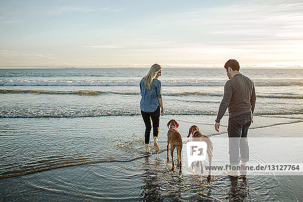 Rear view of couple with dogs on shore against sky during sunset