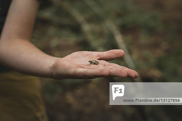 Cropped hand of boy holding small frog at field