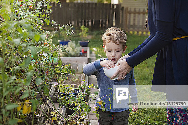 Midsection of mother holding bowl while son picking tomatoes in garden