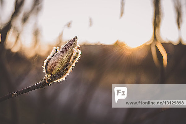 Nahaufnahme einer gefrorenen Tulpenknospe  die während des Sonnenuntergangs im Freien wächst