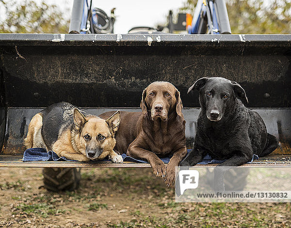 Porträt von Hunden auf Bulldozerschild sitzend