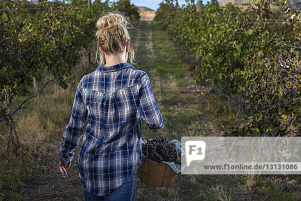 Rückansicht einer Frau mit einem Eimer Weintrauben im Weinberg