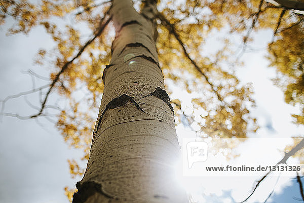 Niedrigwinkelansicht des Baumes gegen den Himmel an einem sonnigen Tag im Herbst