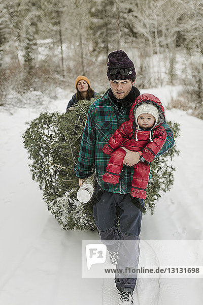 Eltern mit Tochter ziehen im Winter Kiefer im Wald