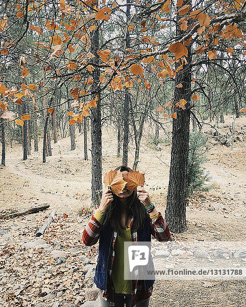 Frau hält Herbstblätter  während sie im Wald steht