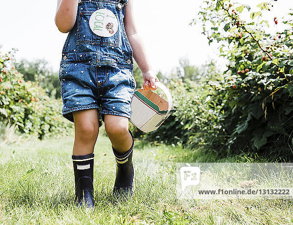 Low section of girl with container standing on grassy field at raspberry farm