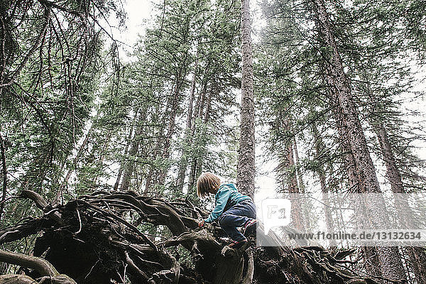Tiefblick auf ein Mädchen  das im Wald auf einen umgefallenen Baumstamm klettert