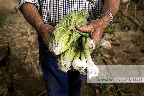 Mittelteil eines Bauern  der frisch geerntete Frühlingszwiebeln und Kopfsalat auf dem Feld hält