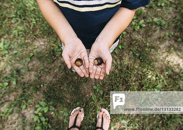 Low section of boy holding chestnuts while standing on field