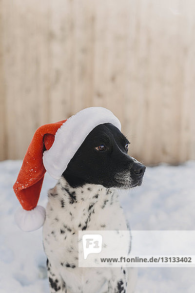 Nahaufnahme eines Hundes mit Weihnachtsmannmütze  der auf einem schneebedeckten Feld sitzt