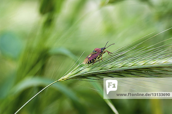 Nahaufnahme des Käfers auf Getreidepflanze