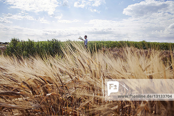 Fernansicht einer Bäuerin bei der Arbeit auf dem Weizenfeld