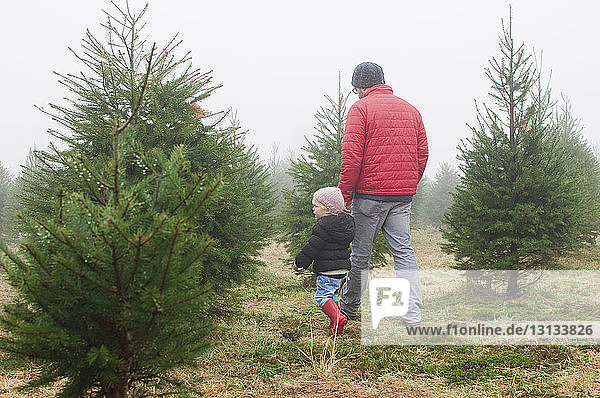 Rear view of man with daughter walking in pine tree farm