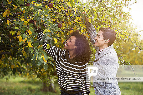 Lächelndes Paar pflückt Äpfel im Obstgarten