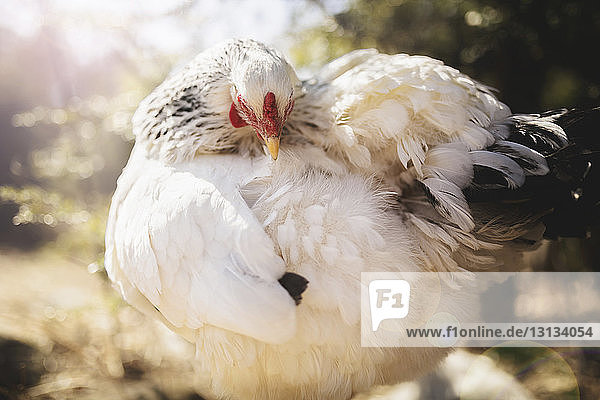 Nahaufnahme einer weissen Henne  die an einem sonnigen Tag auf dem Feld steht