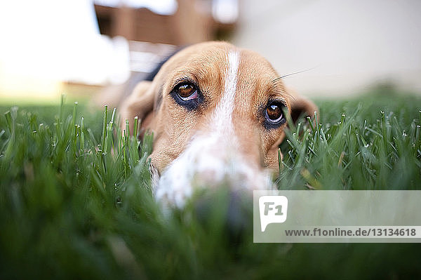 Nahaufnahme eines Beagles  der sich auf einem Grasfeld entspannt