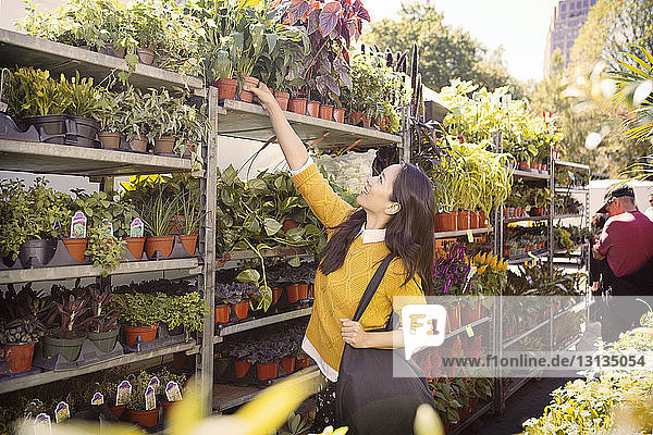 Woman picking up potted plant from shelf at stall in market