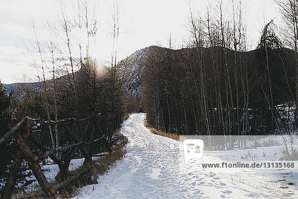 Schneebedeckter Fussweg zwischen kahlen Bäumen gegen den Berg im Winter