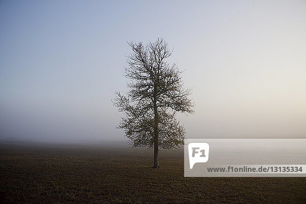 Baum wächst bei nebligem Wetter auf dem Feld
