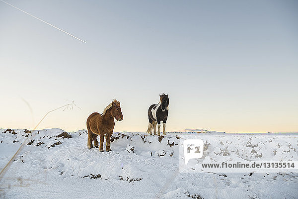 Islandpferde stehen bei Sonnenuntergang auf verschneitem Feld gegen den Himmel