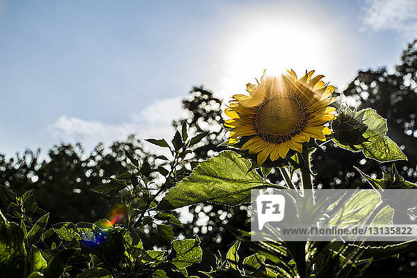 Niedrigwinkelansicht einer Sonnenblume  die im Garten wächst  gegen den Himmel