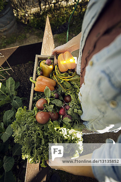 Draufsicht einer Frau  die auf einem Biobauernhof frisch geerntetes Gemüse in einer Kiste trägt