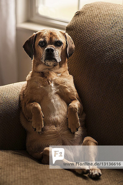 Porträt eines Hundes  der zu Hause auf dem Sofa sitzt