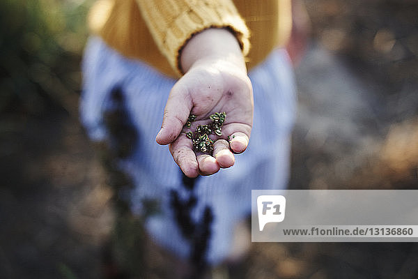 Cropped hand of girl holding seeds at farm