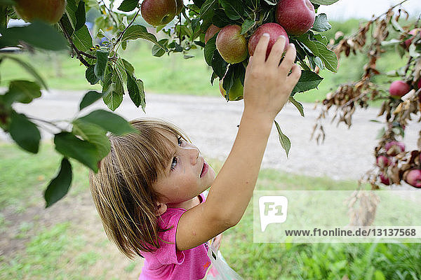 High angle view of girl picking apple from tree