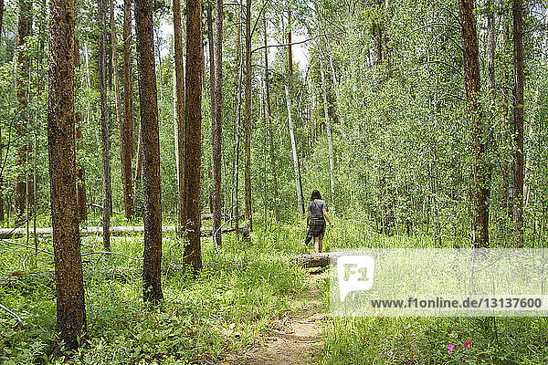 Rear view of woman hiking in forest