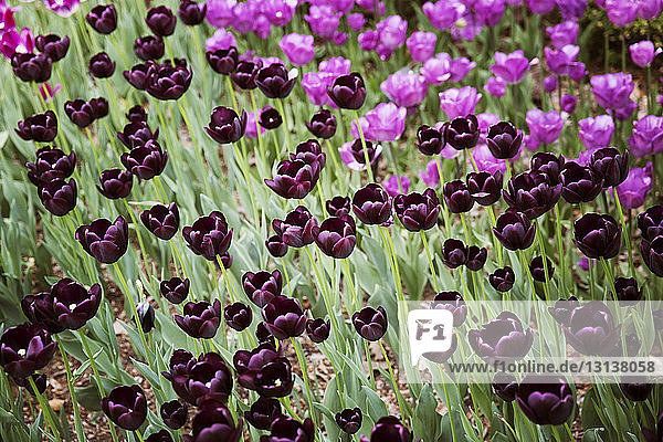 High angle view of purple tulips blooming on field