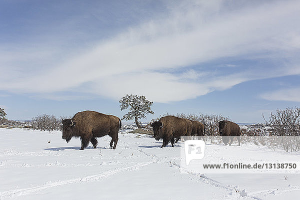 Amerikanischer Bison läuft auf schneebedecktem Feld gegen den Himmel