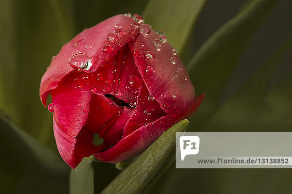 Nahaufnahme einer im Freien wachsenden feuchten Tulpe