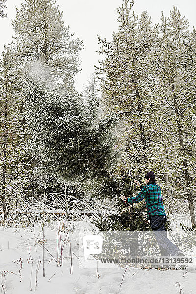 Side view of man pushing pine tree in forest during winter